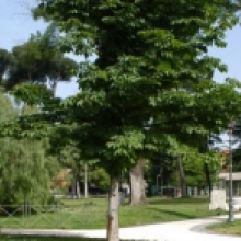 Villa Alberoni Paganini, il parco